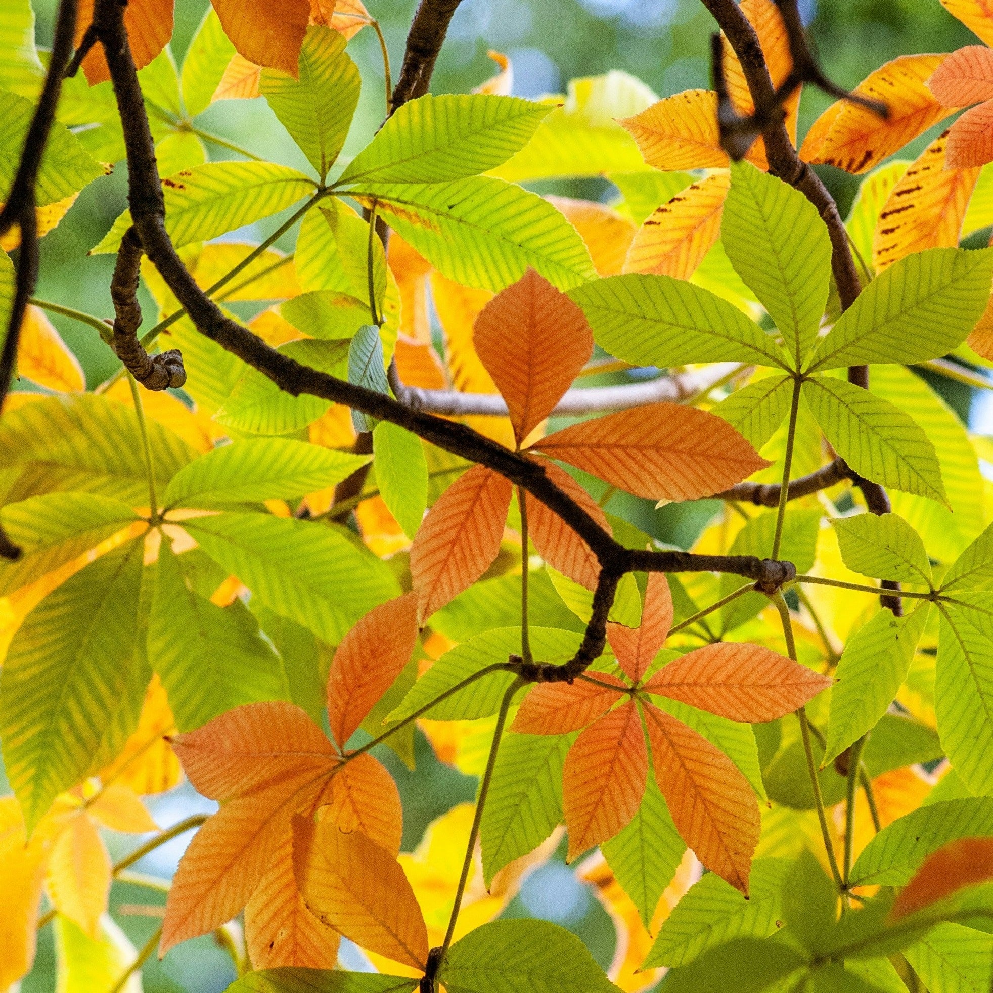 American Chestnut (Chinese Hybrid) | Castanea dentata x mollissima 'Dunstan' - Image 4