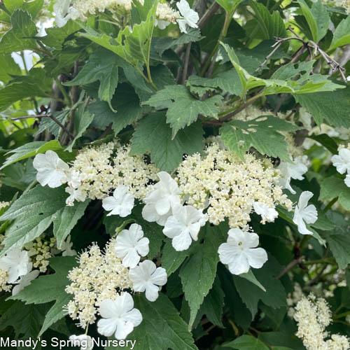 American Cranberry Bush | Viburnum trilobum - Image 5