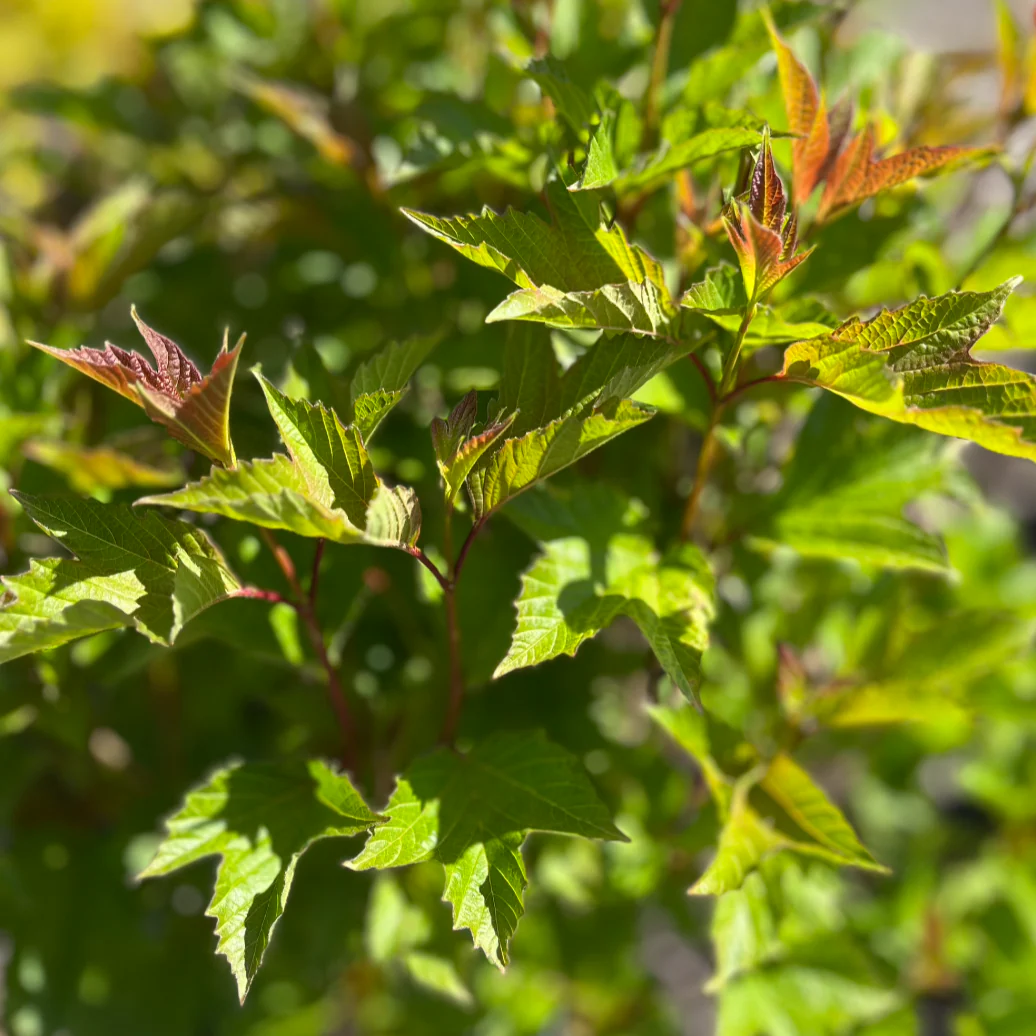 American Cranberry Bush | Viburnum trilobum - Image 8
