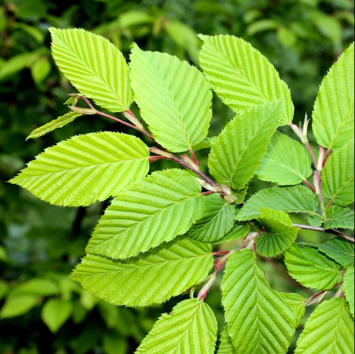 Princeton American Elm | Ulmus americana - Image 3