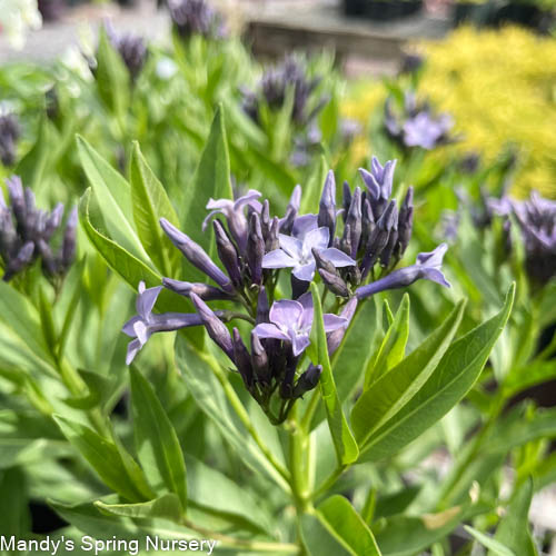 'Blue Ice' Blue Star | Amsonia - Image 8