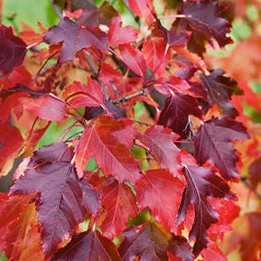 Amur Maple | Acer ginnala