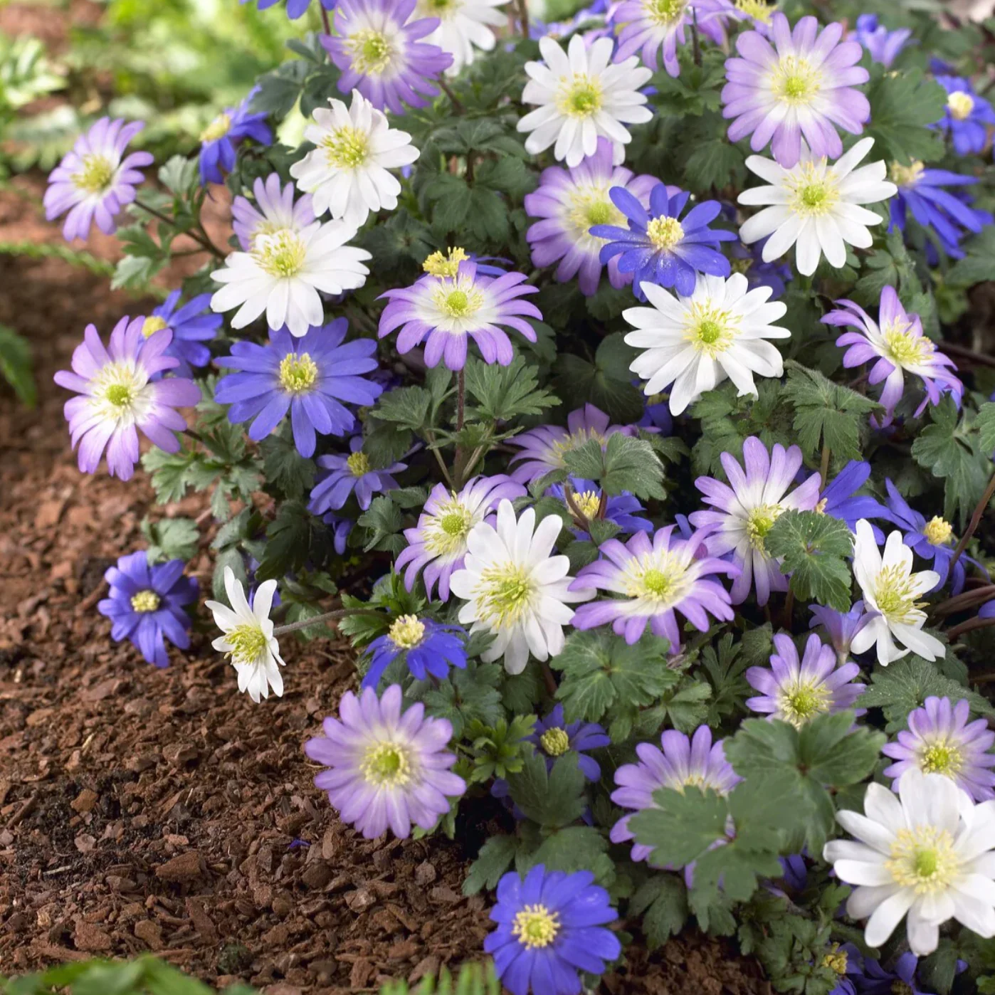 Blanda Mix Anemone - Image 3