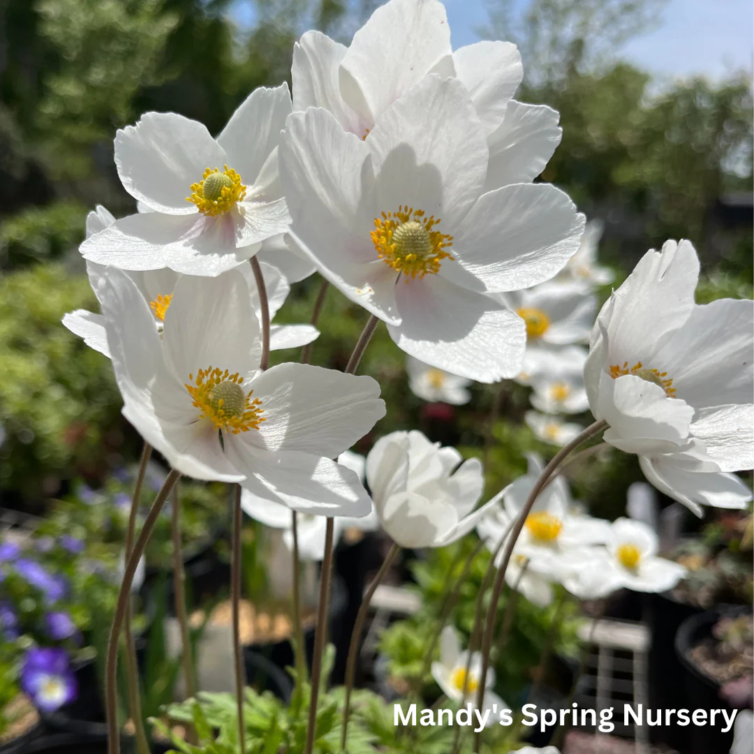 Snow Drop Anemone | Anemone Sylvestris - Image 2