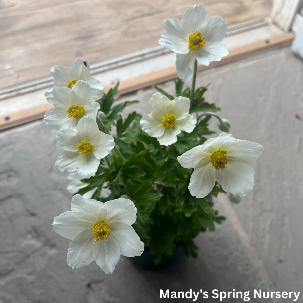 Snow Drop Anemone | Anemone Sylvestris - Image 3