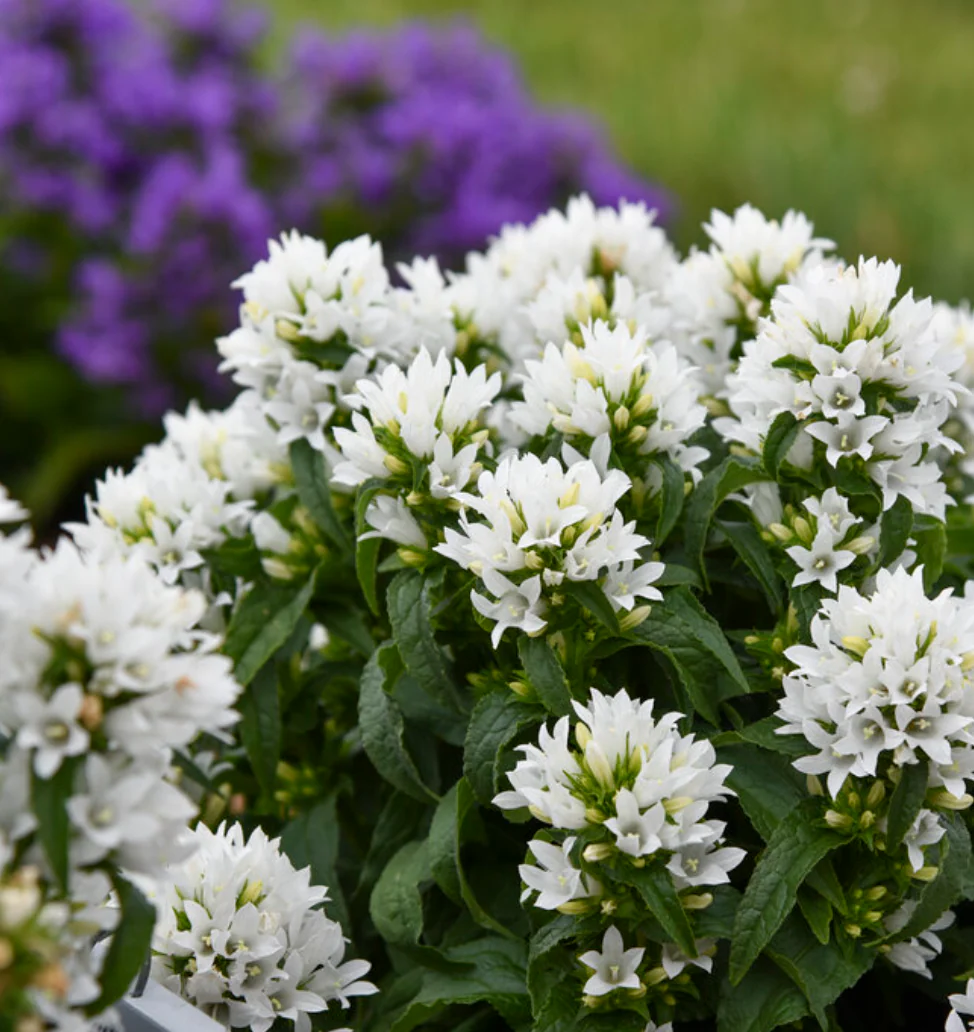 'Angel Bells' Clustered Bellflowers | Campanula glomerata - Image 2