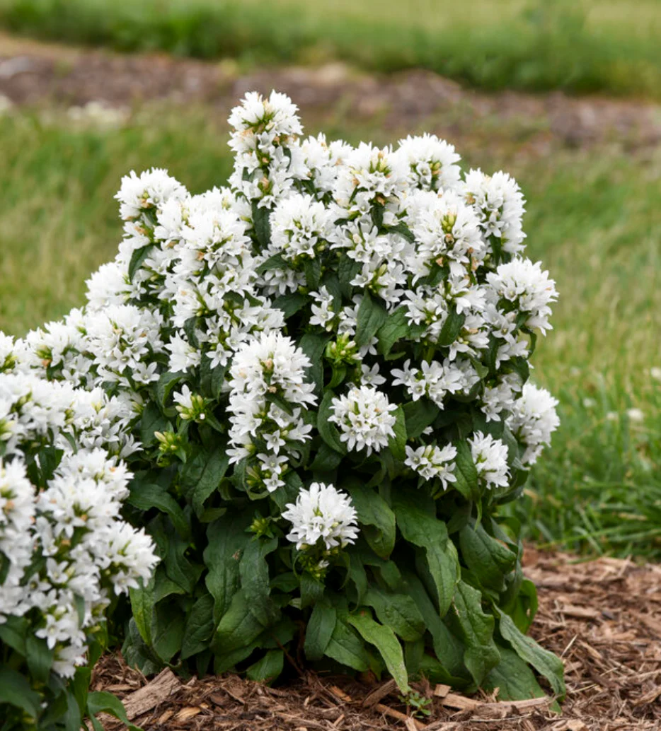 'Angel Bells' Clustered Bellflowers | Campanula glomerata - Image 3
