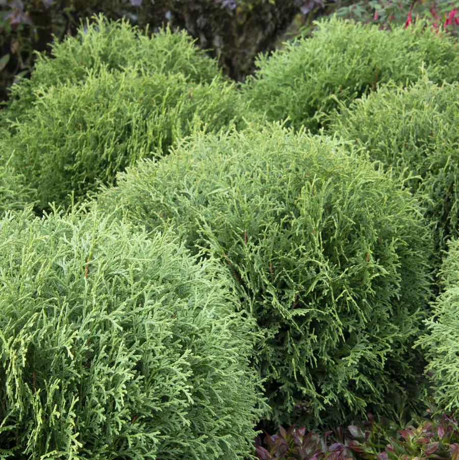 Little Giant Dwarf Arborvitae | Thuja occidentalis - Image 2
