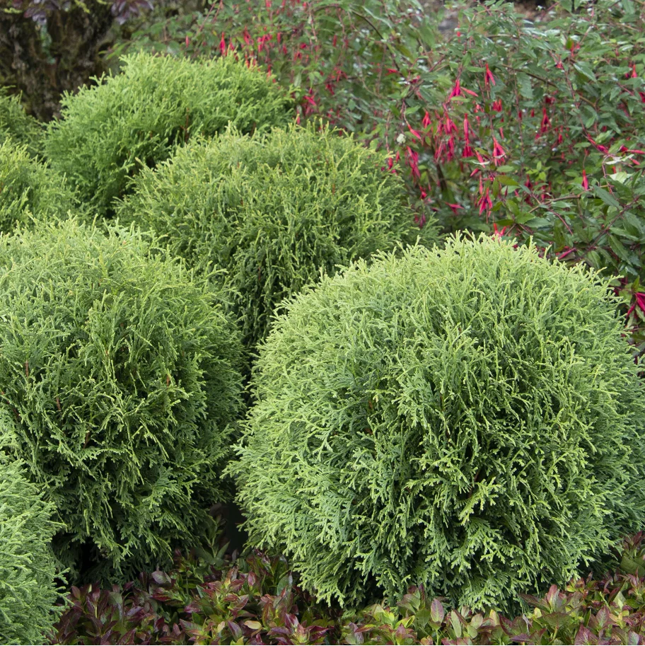 Little Giant Dwarf Arborvitae | Thuja occidentalis - Image 3