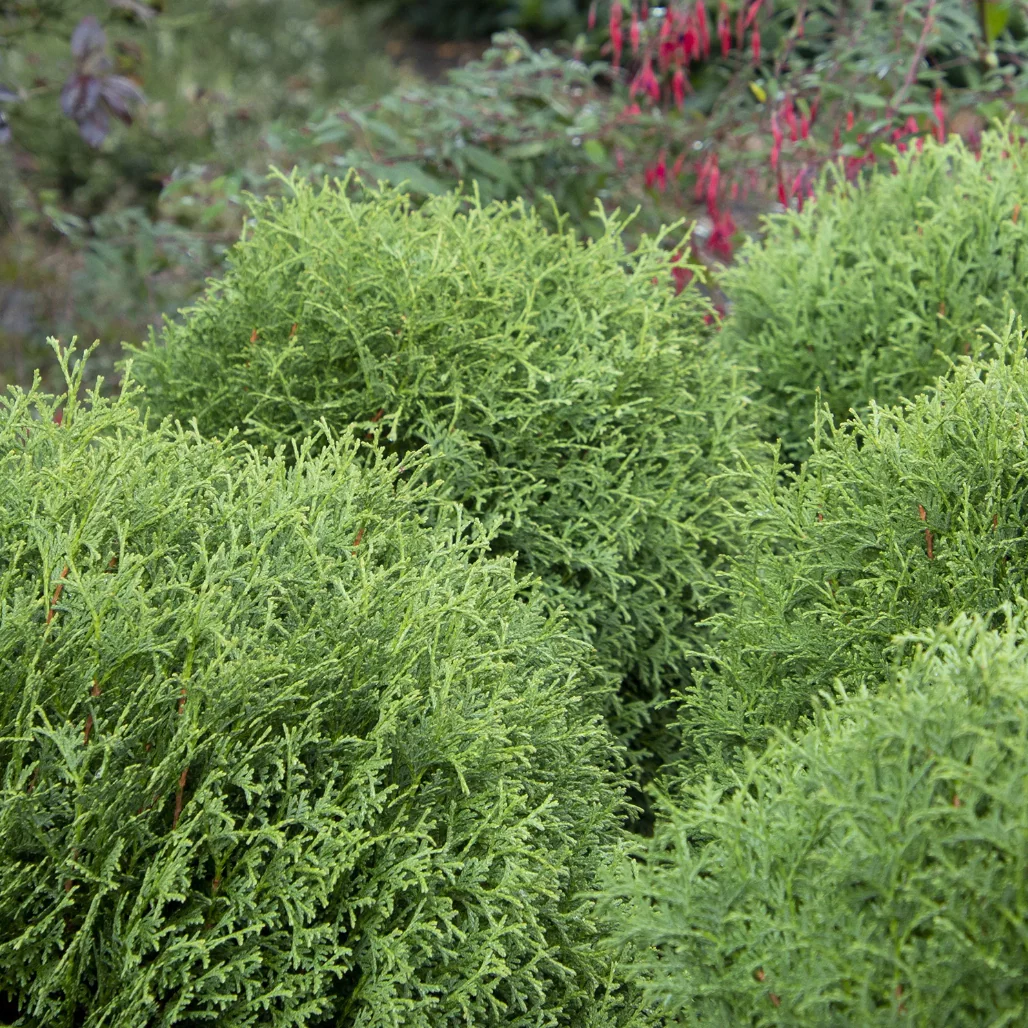 Little Giant Dwarf Arborvitae | Thuja occidentalis - Image 4