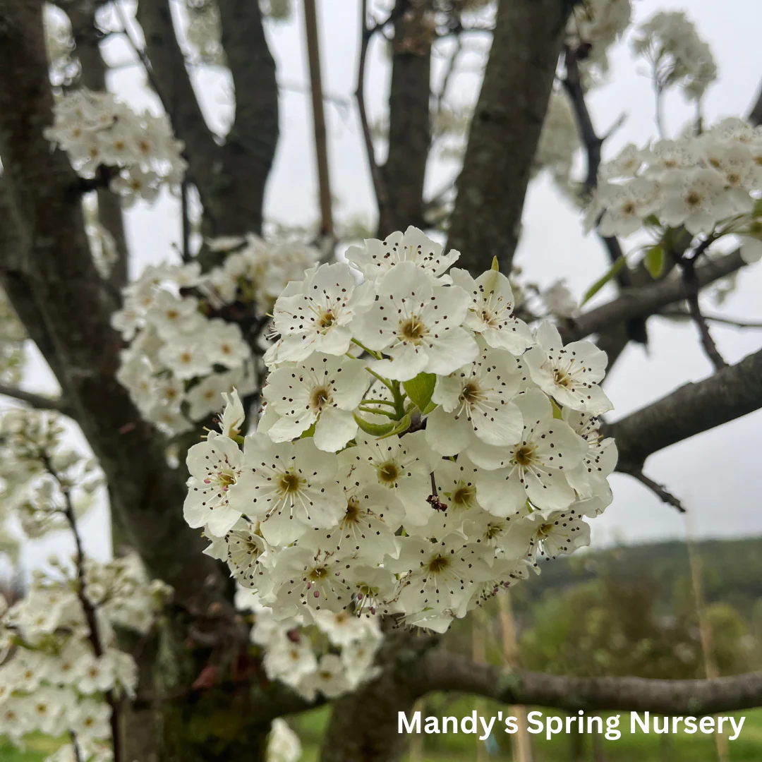 Aristocrat Pear | Pyrus calleryana 'Aristocrat' - Image 4