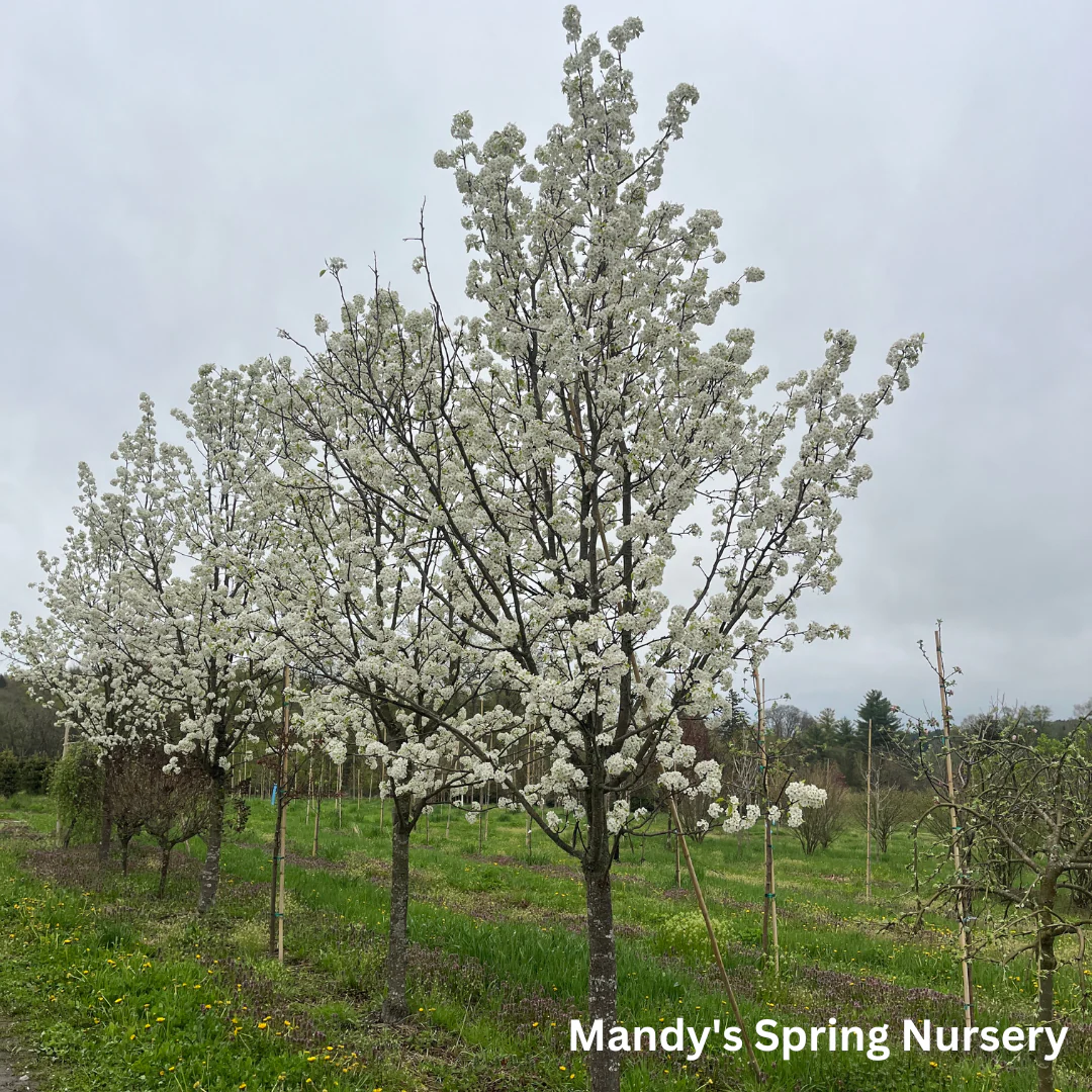 Aristocrat Pear | Pyrus calleryana 'Aristocrat' - Image 5