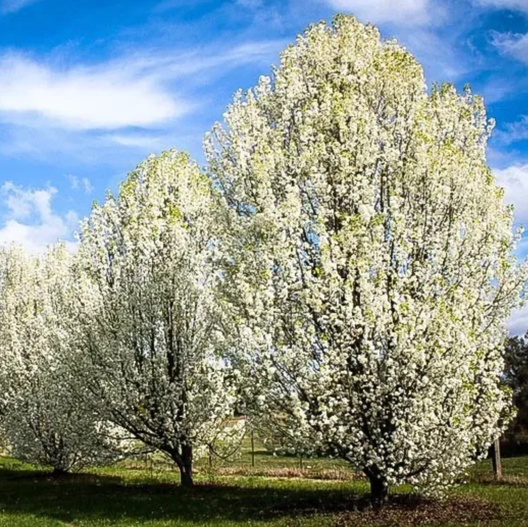 Aristocrat Pear | Pyrus calleryana 'Aristocrat' - Image 6
