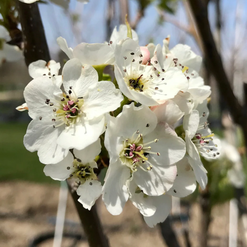Aristocrat Pear | Pyrus calleryana 'Aristocrat' - Image 7
