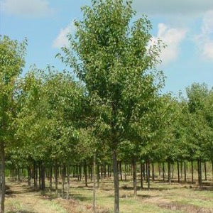 Aristocrat Pear | Pyrus calleryana 'Aristocrat' - Image 8
