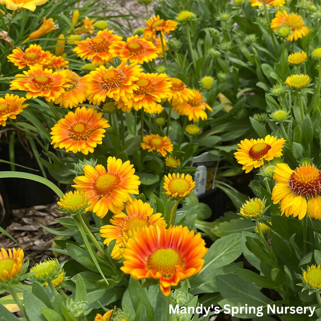 'Arizona Apricot' Blanket Flower | Gaillardia a. 'Arizona Apricot' - Image 2