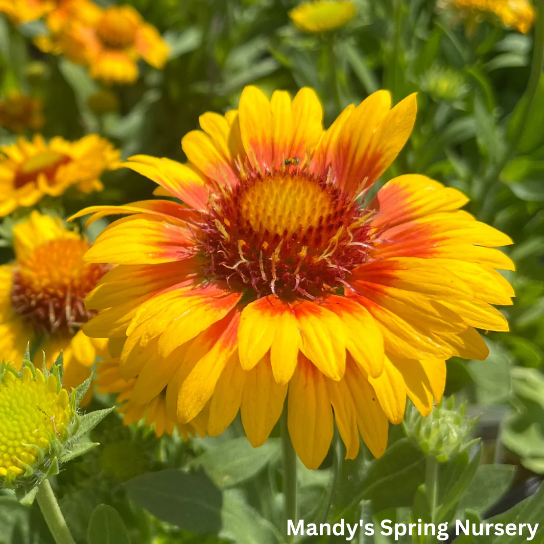 'Arizona Apricot' Blanket Flower | Gaillardia a. 'Arizona Apricot' - Image 3