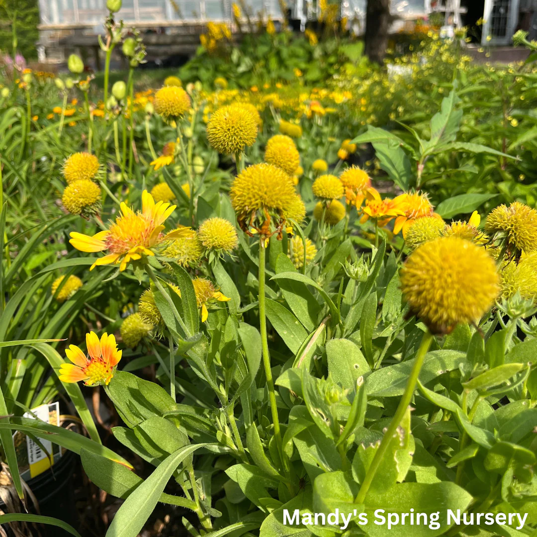 'Arizona Apricot' Blanket Flower | Gaillardia a. 'Arizona Apricot' - Image 4