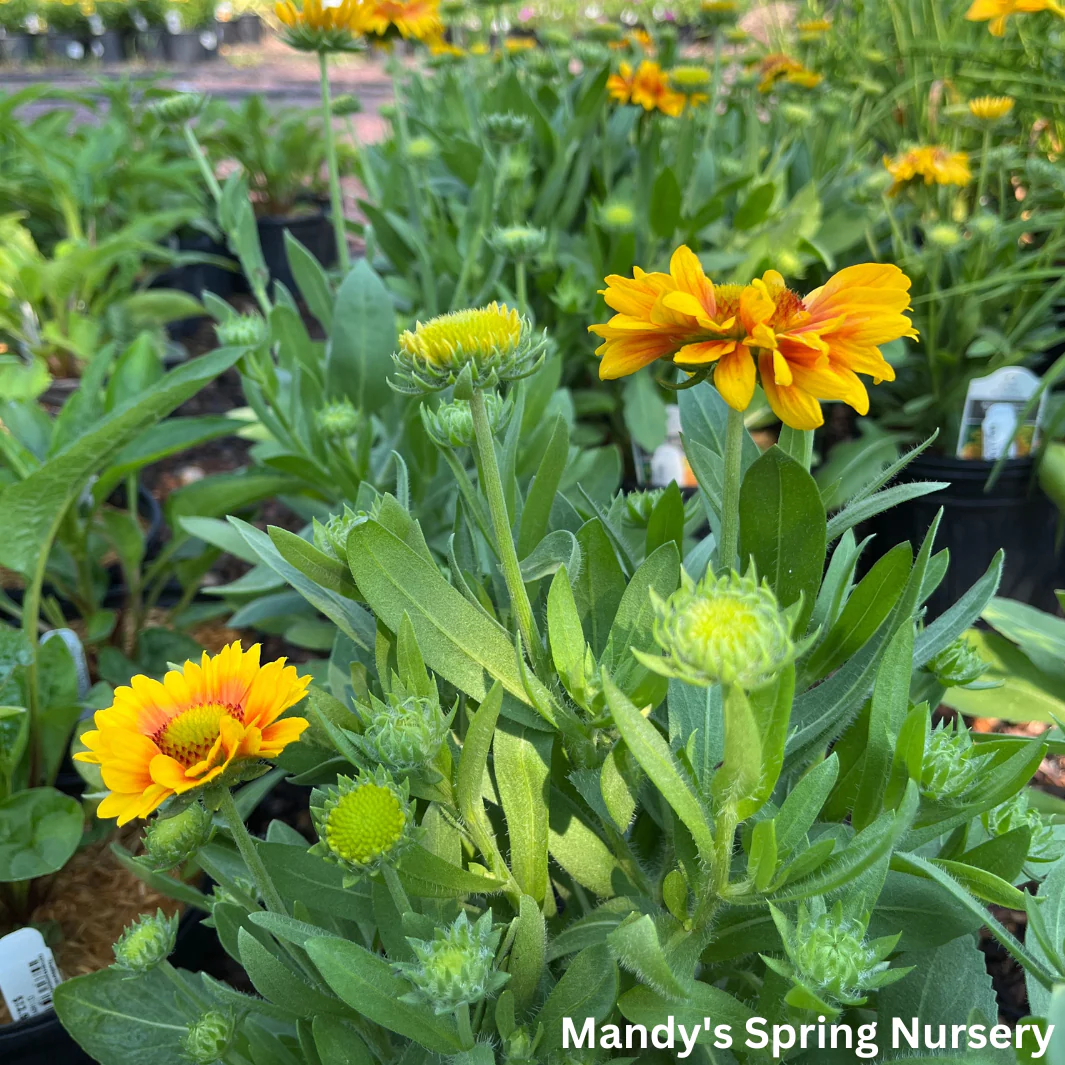 'Arizona Apricot' Blanket Flower | Gaillardia a. 'Arizona Apricot' - Image 5