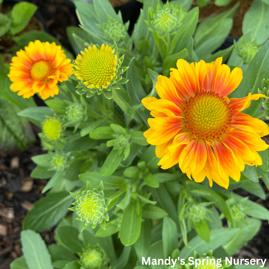 'Arizona Apricot' Blanket Flower | Gaillardia a. 'Arizona Apricot' - Image 6