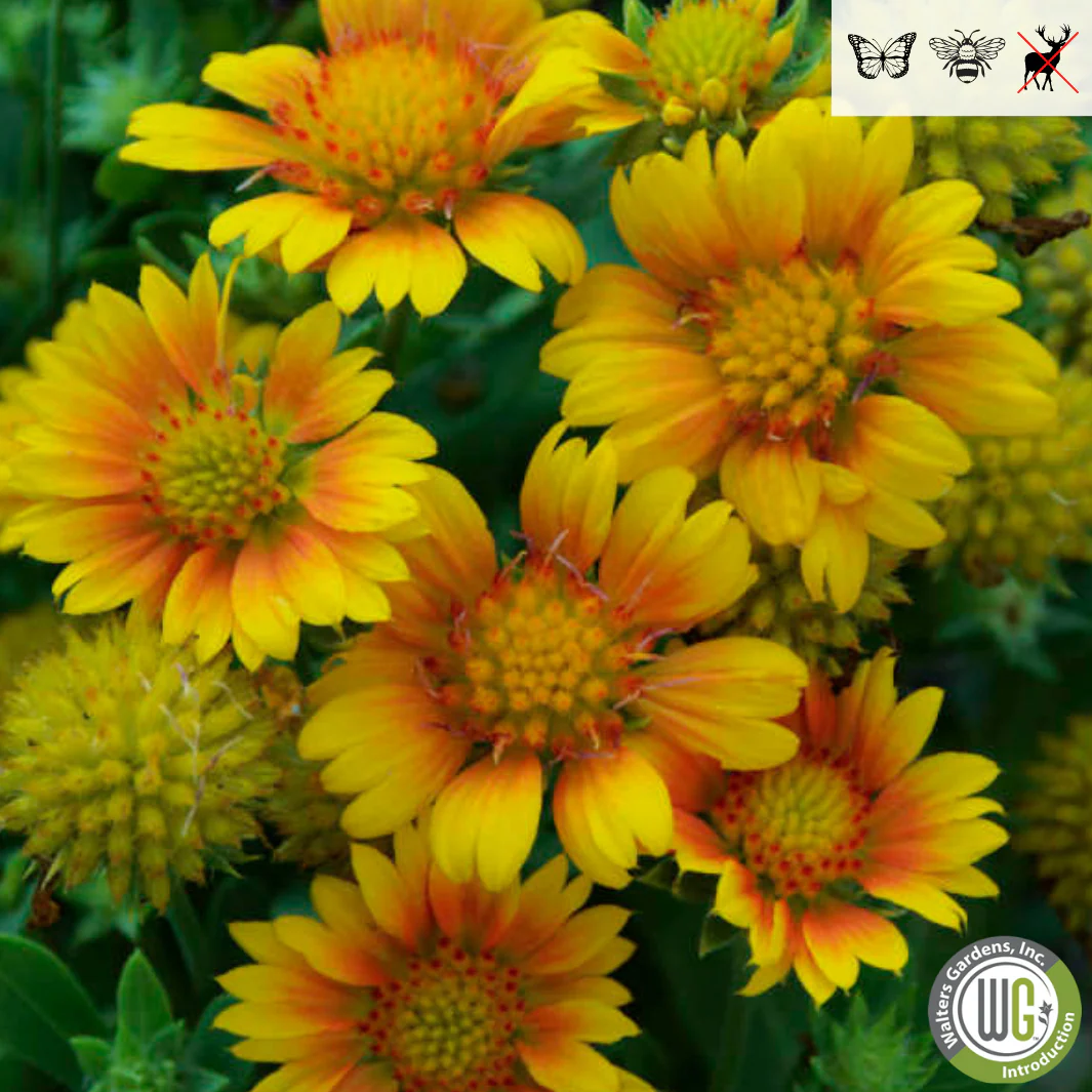 'Arizona Apricot' Blanket Flower | Gaillardia a. 'Arizona Apricot' - Image 7