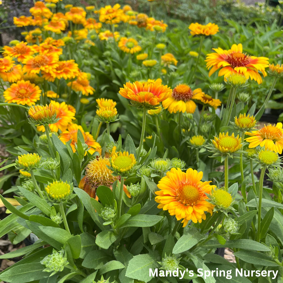 'Arizona Apricot' Blanket Flower | Gaillardia a. 'Arizona Apricot' - Image 8