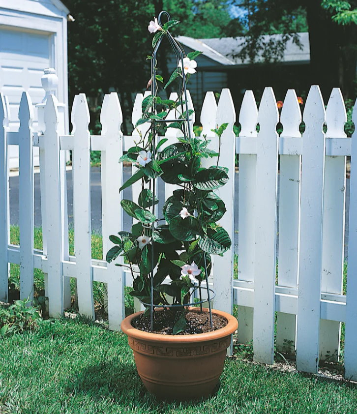 Obelisk - Climbing Plant Support - Image 3