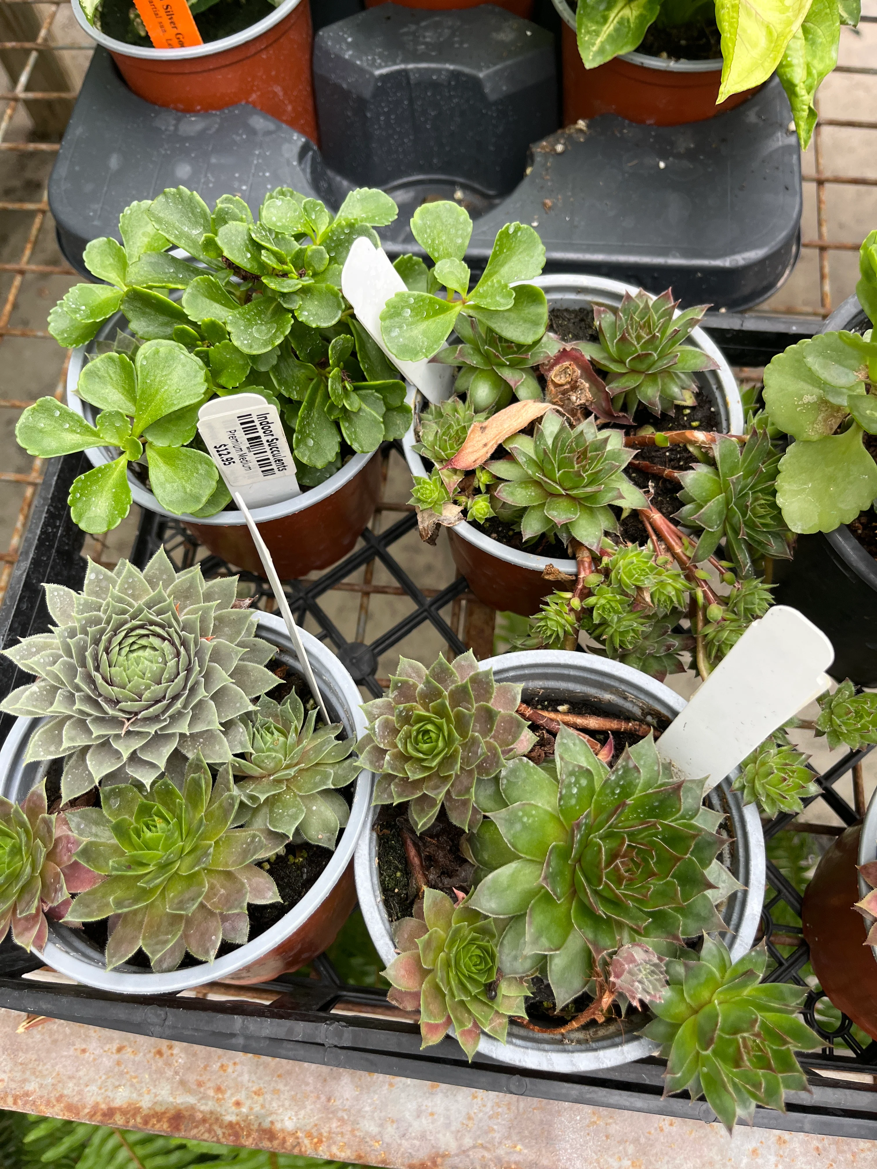Cacti & Succulents (Assorted) | Assorted Cactaceae & Succulent species - Image 2