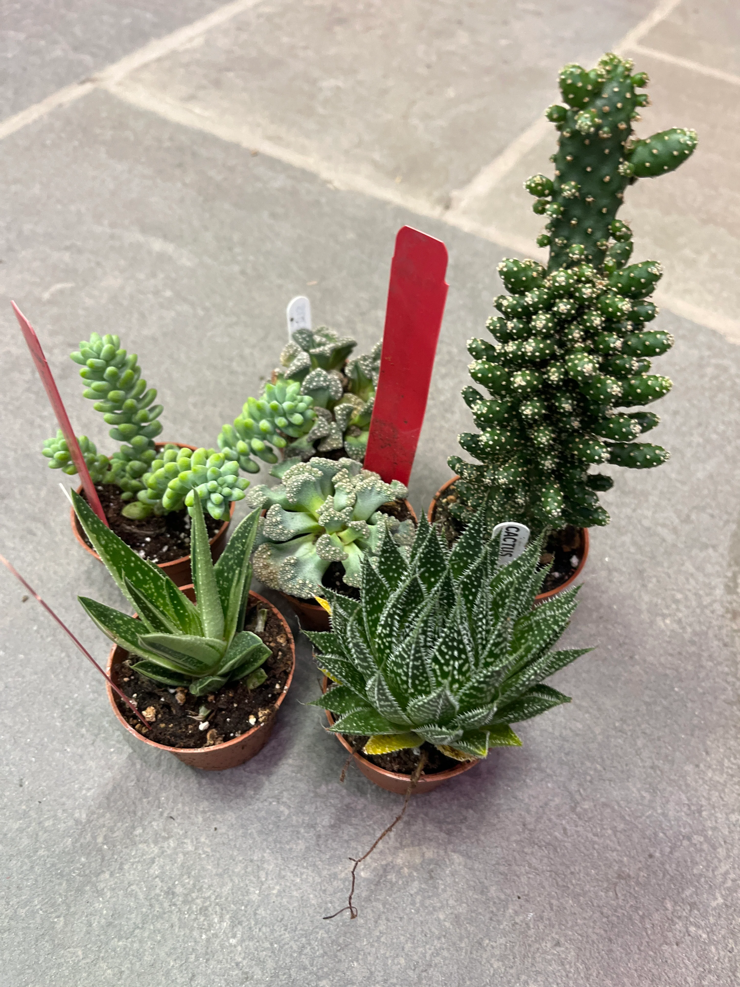 Cacti & Succulents (Assorted) | Assorted Cactaceae & Succulent species - Image 3