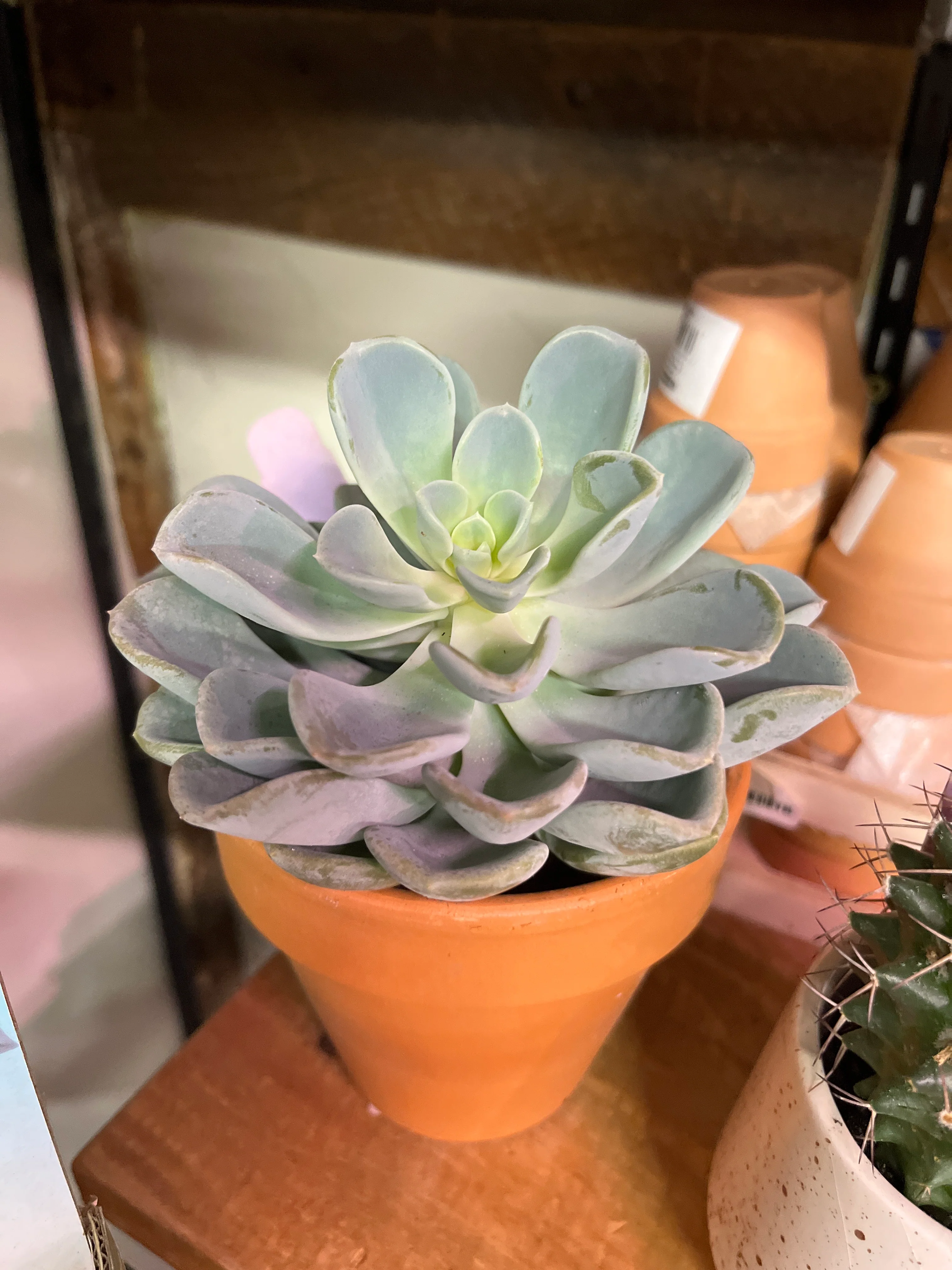 Cacti & Succulents (Assorted) | Assorted Cactaceae & Succulent species - Image 4