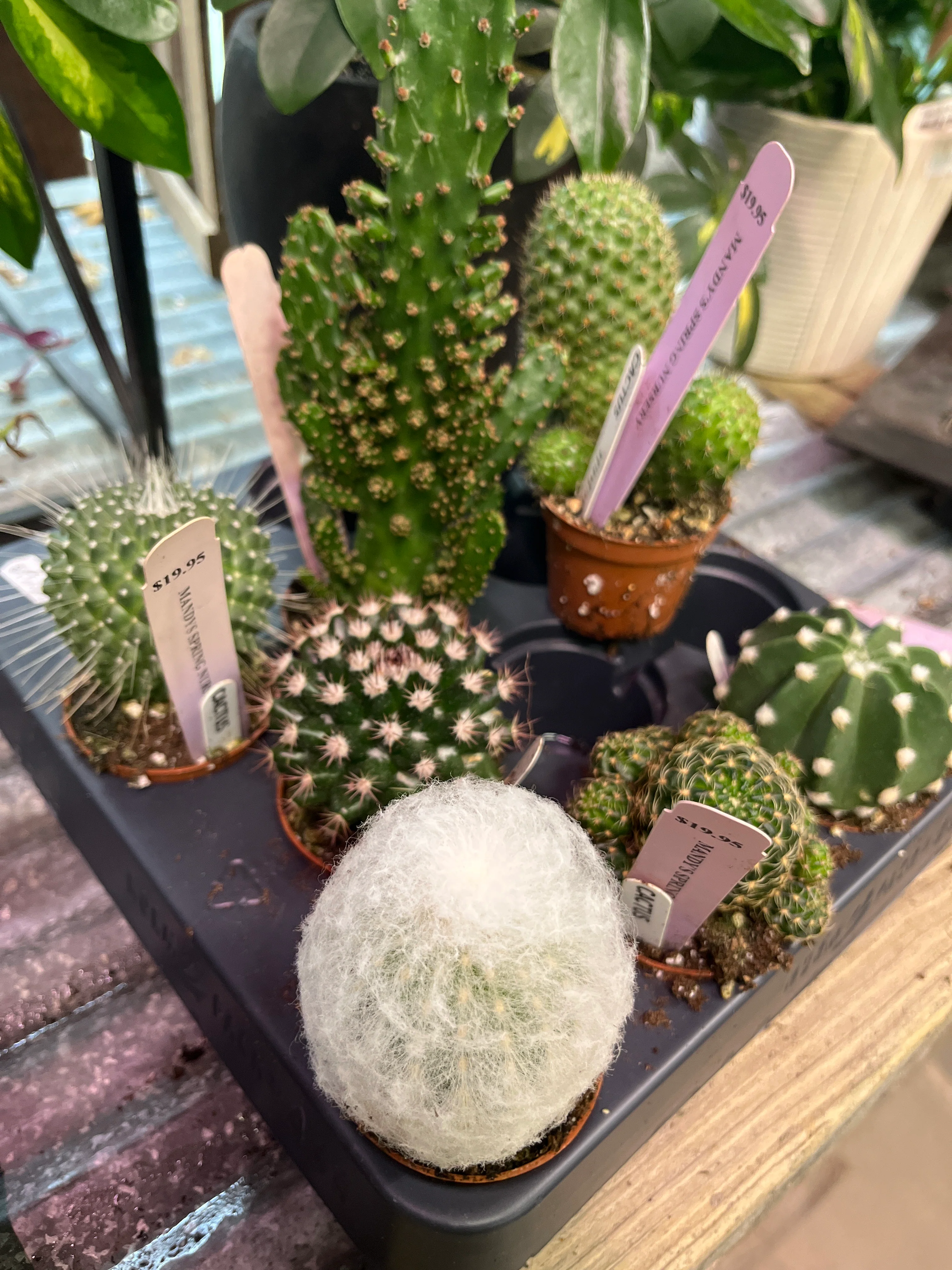 Cacti & Succulents (Assorted) | Assorted Cactaceae & Succulent species - Image 5
