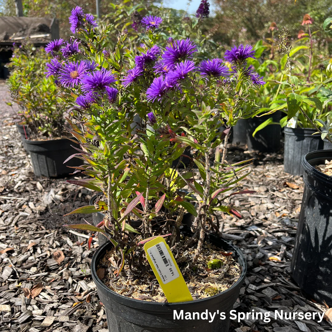 Grape Crush New England Aster | Aster novae-angliae - Image 3