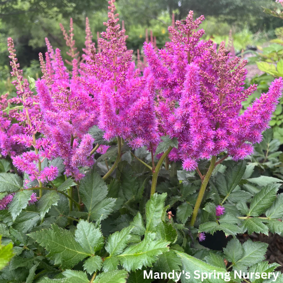 Visions Astilbe | Astilbe chinensis 'Visions' - Image 2