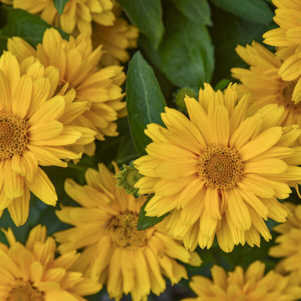 'Athena Gold' False Sunflower | Heliopsis helianthoides - Image 2