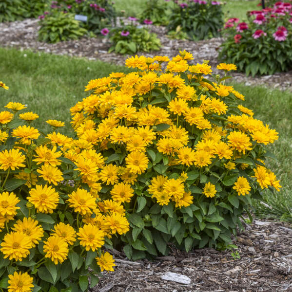 'Athena Gold' False Sunflower | Heliopsis helianthoides - Image 3