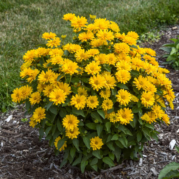 'Athena Gold' False Sunflower | Heliopsis helianthoides - Image 4