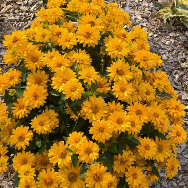 'Athena Gold' False Sunflower | Heliopsis helianthoides - Image 5