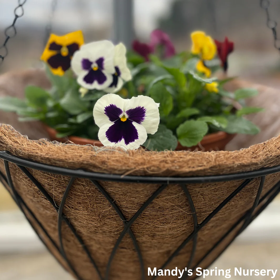 Austram Coco Coir Planters - Image 3
