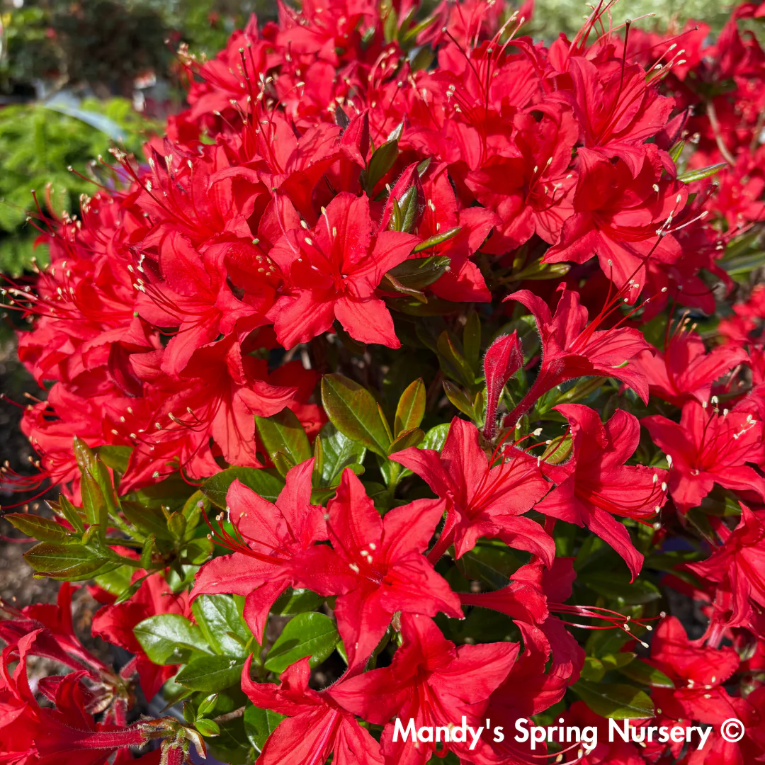 Autumn Bonfire Encore Reblooming Azalea | Rhododendron 'Conleb