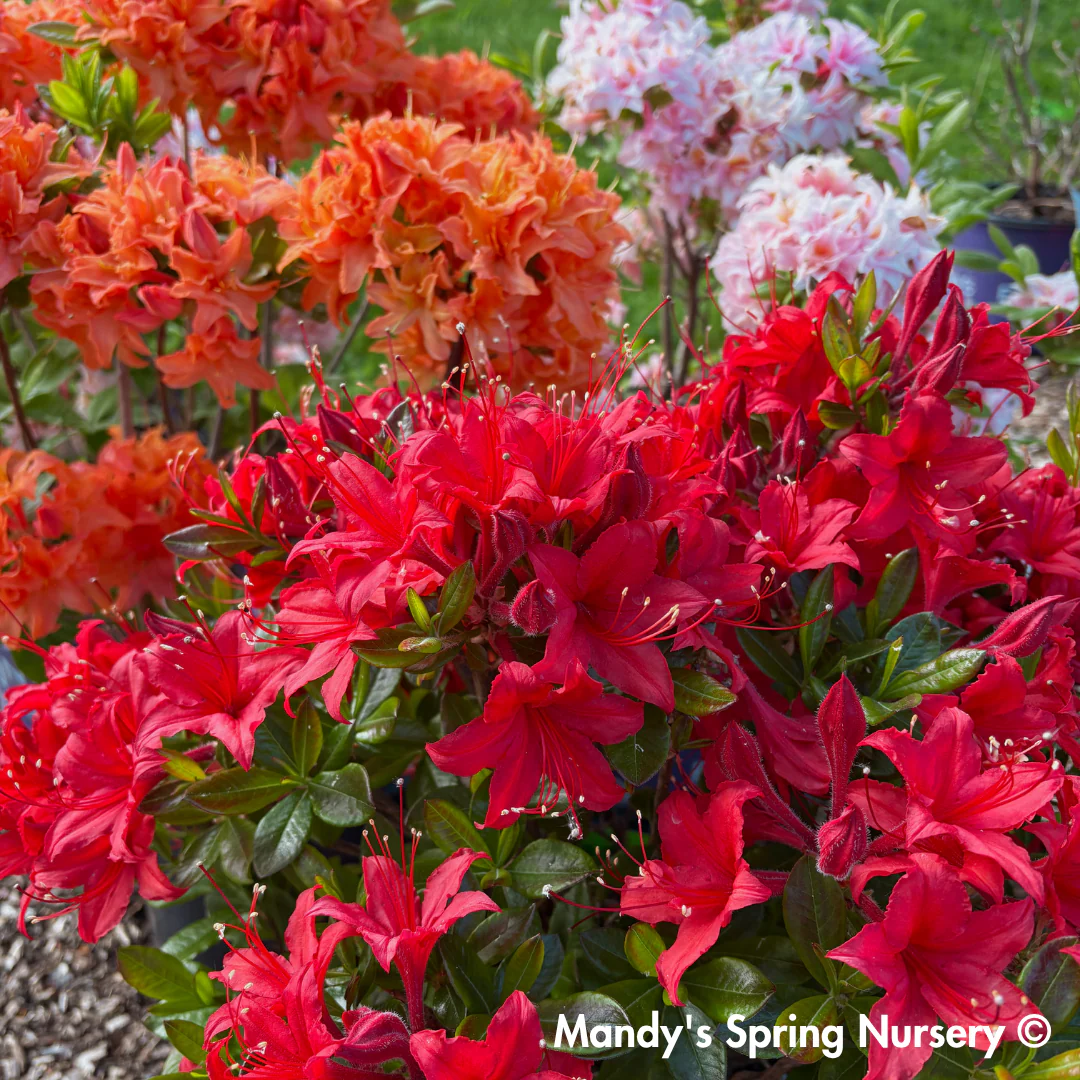 Autumn Bonfire Encore Reblooming Azalea | Rhododendron 'Conleb - Image 2