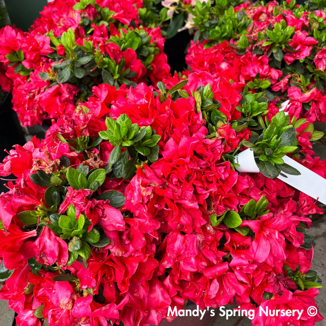 Autumn Bonfire Encore Reblooming Azalea | Rhododendron 'Conleb - Image 3