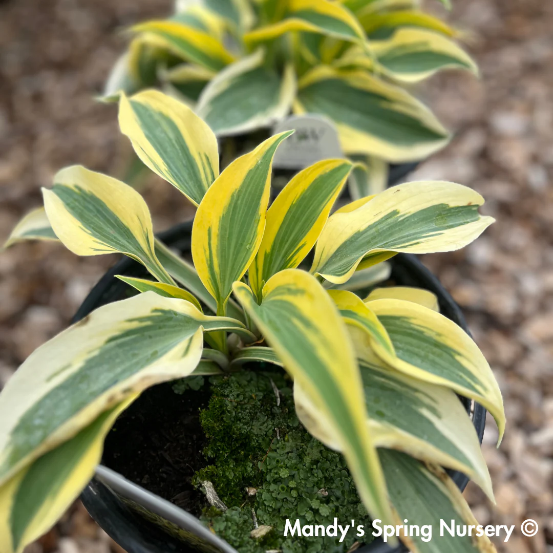 Autumn Frost Hosta - Image 3