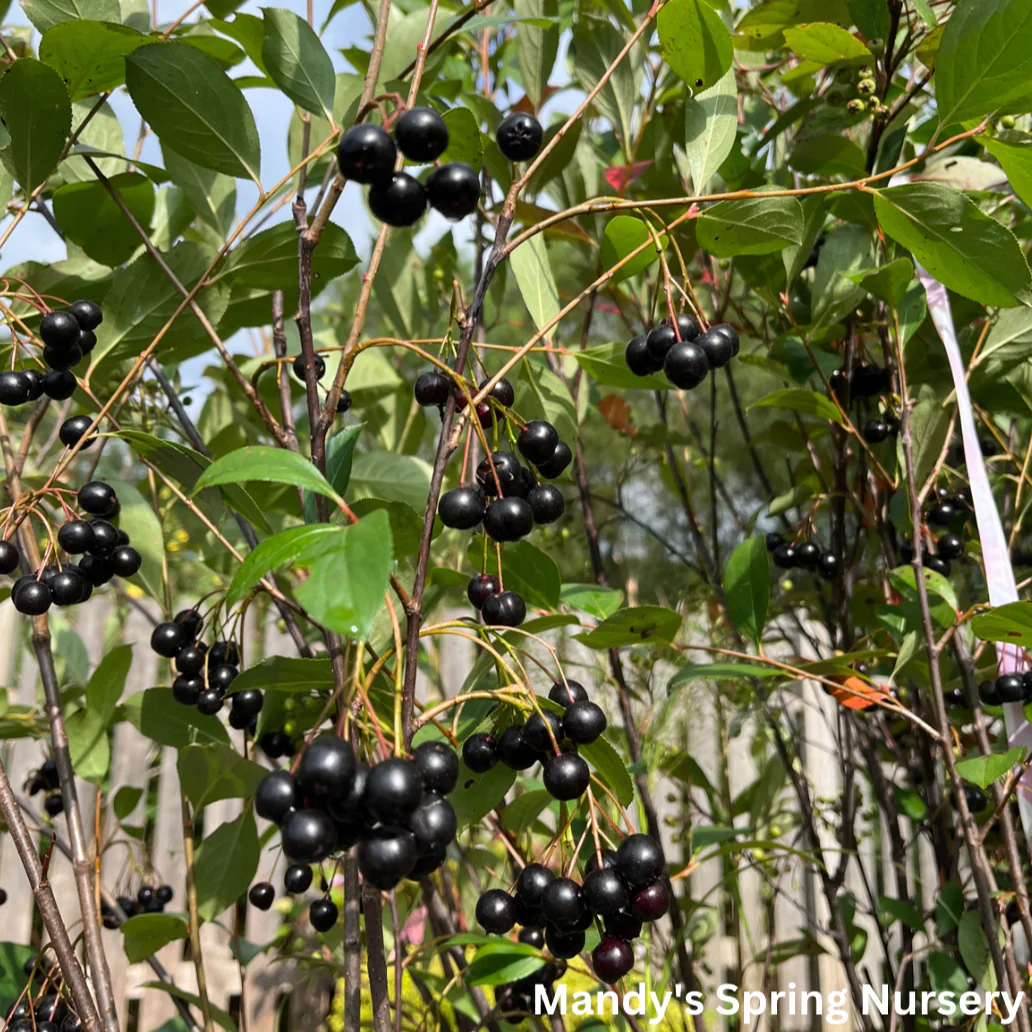 Autumn Magic Chokeberry | Aronia melanocarpa - Image 2