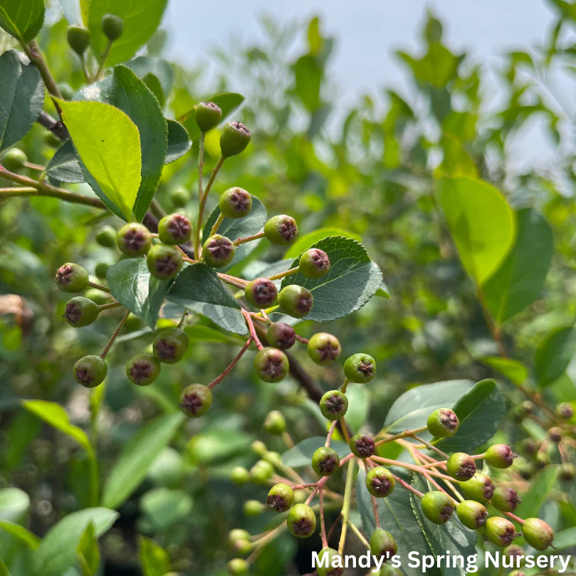 Autumn Magic Chokeberry | Aronia melanocarpa - Image 3