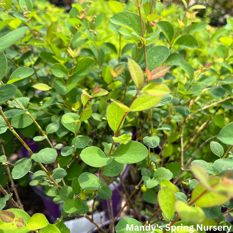 Autumn Magic Chokeberry | Aronia melanocarpa - Image 4