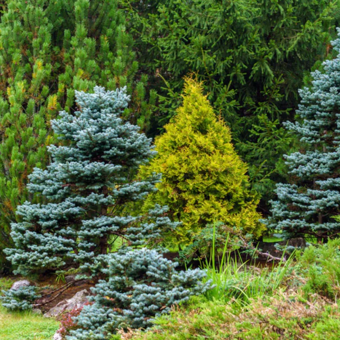 Baby Blue Spruce | Picea pungens 'Baby Blue' - Image 3