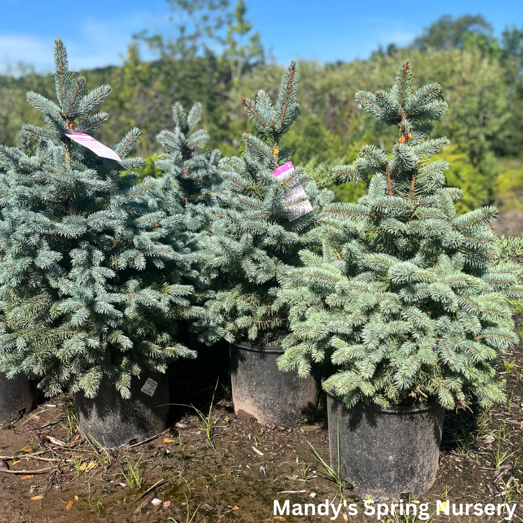 Baby Blue Spruce | Picea pungens 'Baby Blue' - Image 4