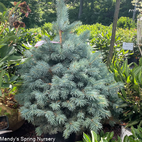Baby Blue Spruce | Picea pungens 'Baby Blue' - Image 5