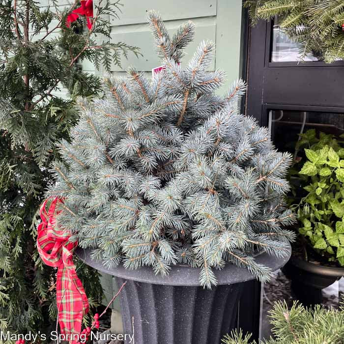 Baby Blue Spruce | Picea pungens 'Baby Blue' - Image 6