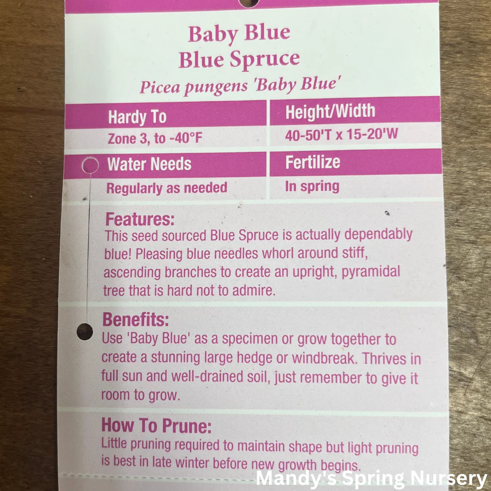 Baby Blue Spruce | Picea pungens 'Baby Blue' - Image 7